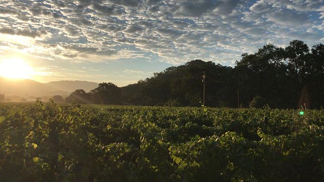 Degustazione di vini bianchi e rossi e olio presso l'azienda vinicola e frantoio Terra Sávia