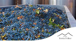 Cantina Terra Felice