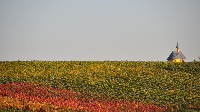 “Una delicia espumosa”: cata de vinos secos y espumosos