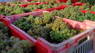 Dégustation de vins et visite à l'Azienda Agricola Biologica Riccardo Vigna