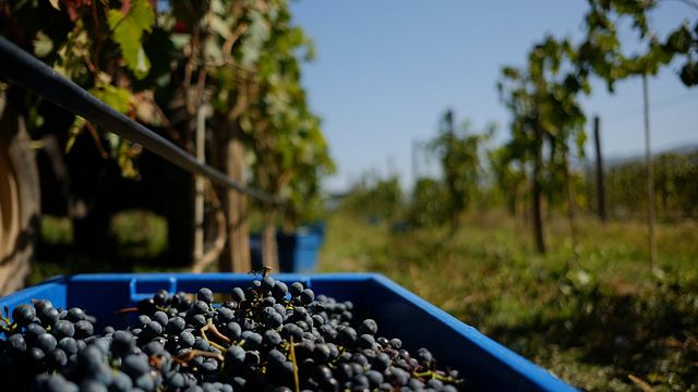 Kartli Vineyard Tour & Premium Wine Tasting