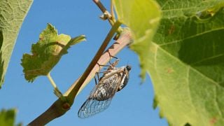 Dégustation et visite de vins au Château Haut-Blanville