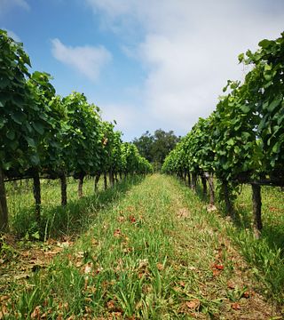 Trabalho e degustação na Julia Kemper Wines