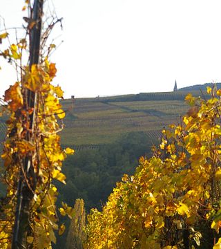Domaine Aimé Stentz