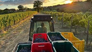 Visite des vignobles et des vins biologiques toscans + dégustation de 5 vins accompagnée d'un déjeuner de pâtes au Manvi