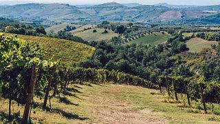 Vinprovning och rundtur på Fattoria Gaglierano