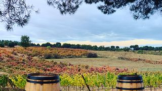 Tour de vinhos e degustação com tapas em Dominio De Cair