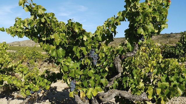 Degustação de vinhos populares e tour nas Bodegas Tritium
