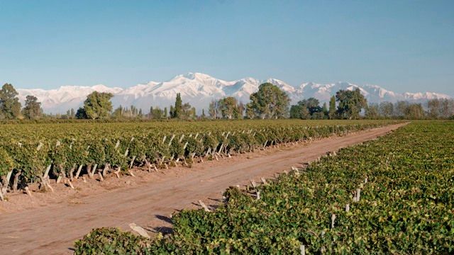 Bodegas Y Viñedos Crotta
