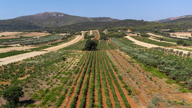 Zeginis Winery