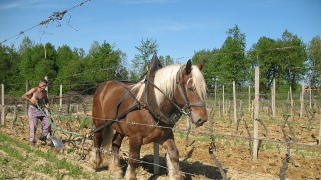 Degustação de vinhos e passeio no Castello di Tassarolo
