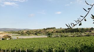 Poggio di Bortolone Winery