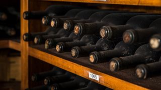 Cata de vinos y visita guiada en Fattorie Giannozzi SS