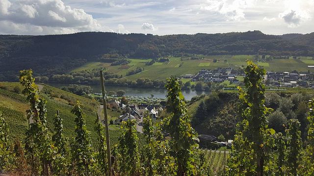 Degustazione di vini e visita alla Weingut Jakoby-Mathy