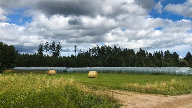 Visita a la bodega Veinimäe