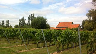 Degustação de Vinhos no Koudekot Wijnmaker
