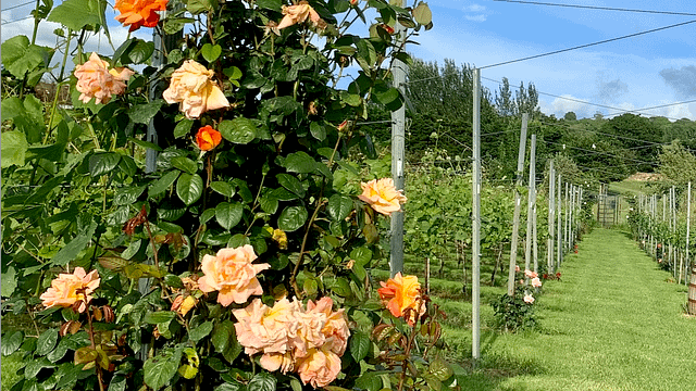 Deer Park Wines