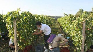 Degustação de vinhos e tour no Château De l'Hurbe