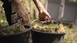 Cata de vinos exclusiva y visita guiada en Margarethenhof - Weingut Weber