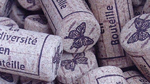 Entdecken Sie diesen authentischen, 100 % natürlichen Weinberg | Weintour im Château L'Inclassable