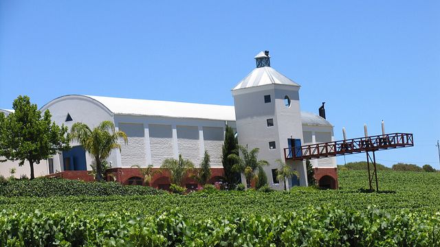 Ladybird Vineyards