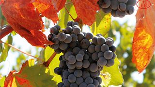 Alentejo Wine & Flavors Tour at Ervideira