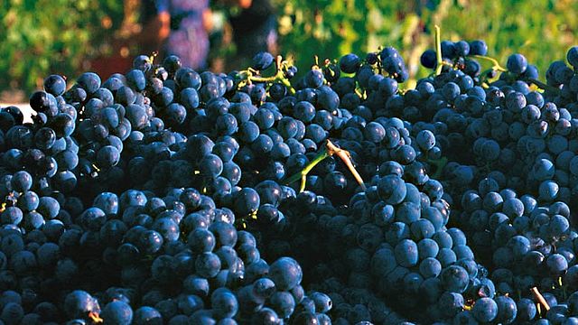 Dégustation de vins et visite à la Villa S. Anna