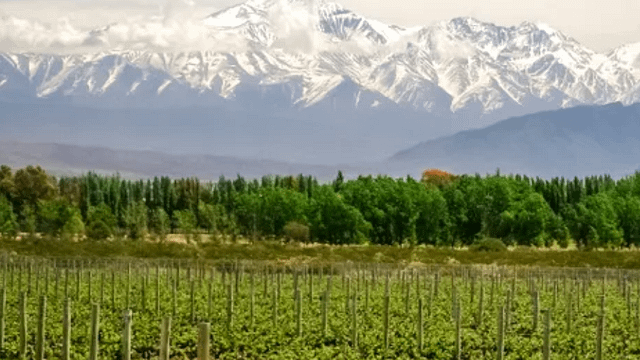 Bodega Trivento
