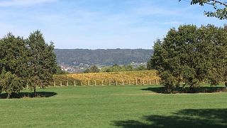 Cata de vinos y visita a La Masera