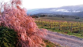 Cata de vinos y visita guiada a Tenuta L'Impostino