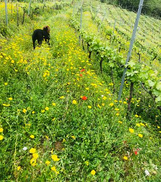 Tenuta del Travale