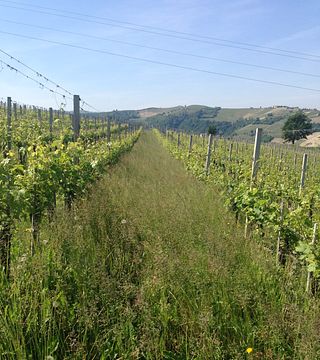 Cascina Alberta