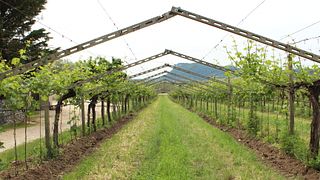 Eine Reise zu den repräsentativsten Weinen des Gebiets und des Unternehmens