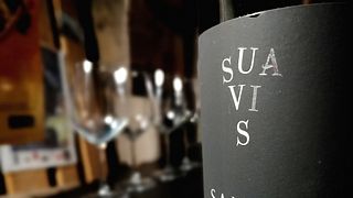 Cata de vinos y recorrido en Cantina Fosso Degli Angeli