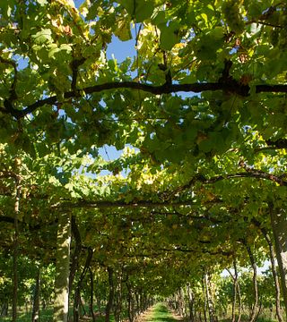 Tasting of the Land | Quinta das Arcas