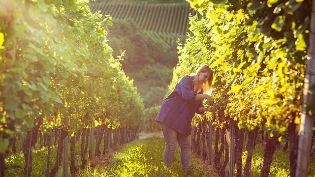 Dégustation de vins et visite à la Weinmanufaktur Gengenbach-Offenburg
