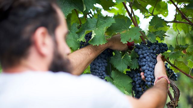 VISITA Y DEGUSTACIÓN