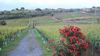 Spaziergang und Weinprobe