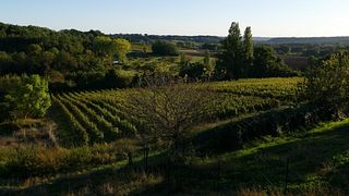 Degustación y visita de vinos aromáticos orgánicos en Domaine de Grimardy