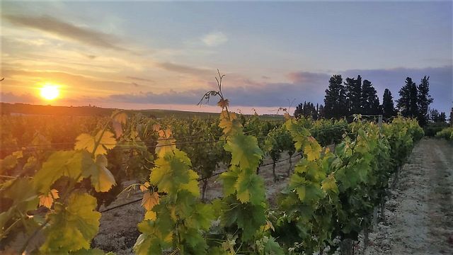 Degustazione di vini premium al Barone Sergio