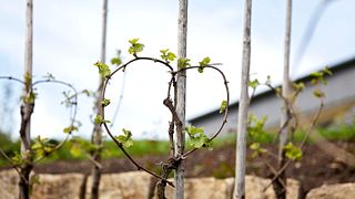 Vinprovning på Weingut Erben von Beulwitz
