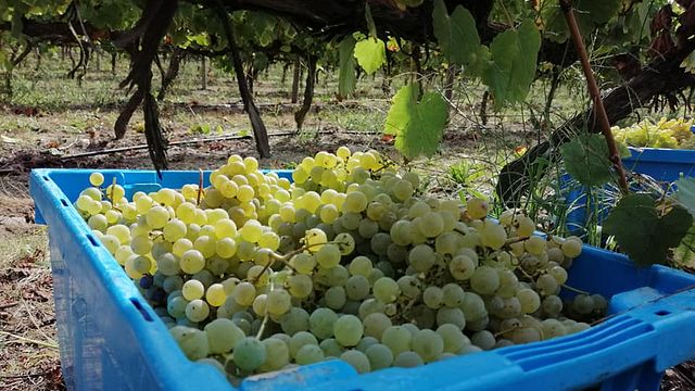 Prova de Vinhos Popular e Tour na Quinta do Carvalhão Torto