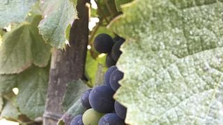 Weinprobe und Führung im Château de Côts