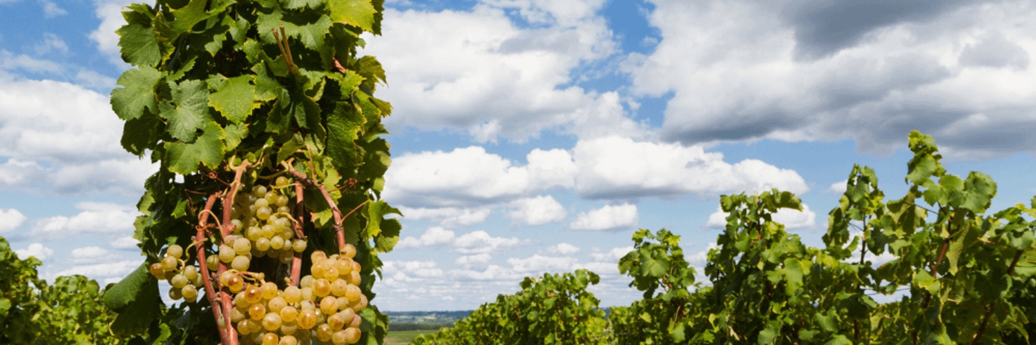 Sauternes