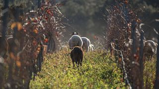 Bodegas Lunares