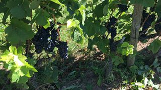 Valle del Rodano settentrionale: Hermitage, Crozes-Hermitage, Cornas