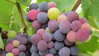 Dégustation de vins et visite à la Casa Ermelinda Freitas Vinhos