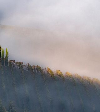 Hunt Truffles in Barolo & Taste 6 Piedmont Wines