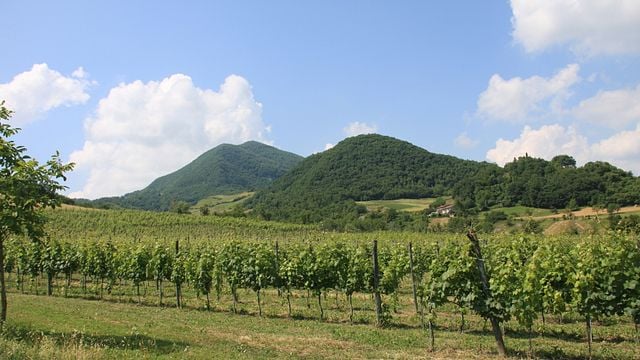 Promenades dans les vignobles, dégustation de vins et de produits typiques du territoire à l'Azienda Agricola Al di là del Fiume