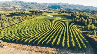 Un voyage à travers les « Vinhos Verdes » de la région de Basto